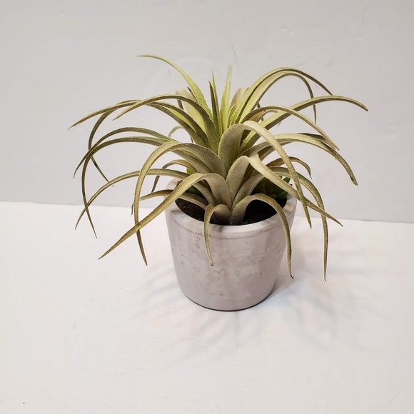 Faux Succulent Arrangement in Concrete Planter, Succulents and Air Plant - Picture 4 of 8